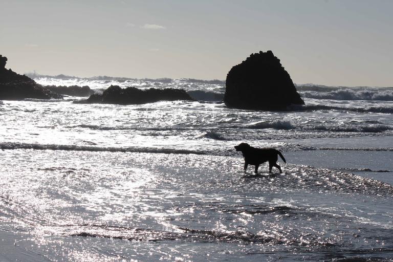 The suttle in-flow from the distant great waves Piha